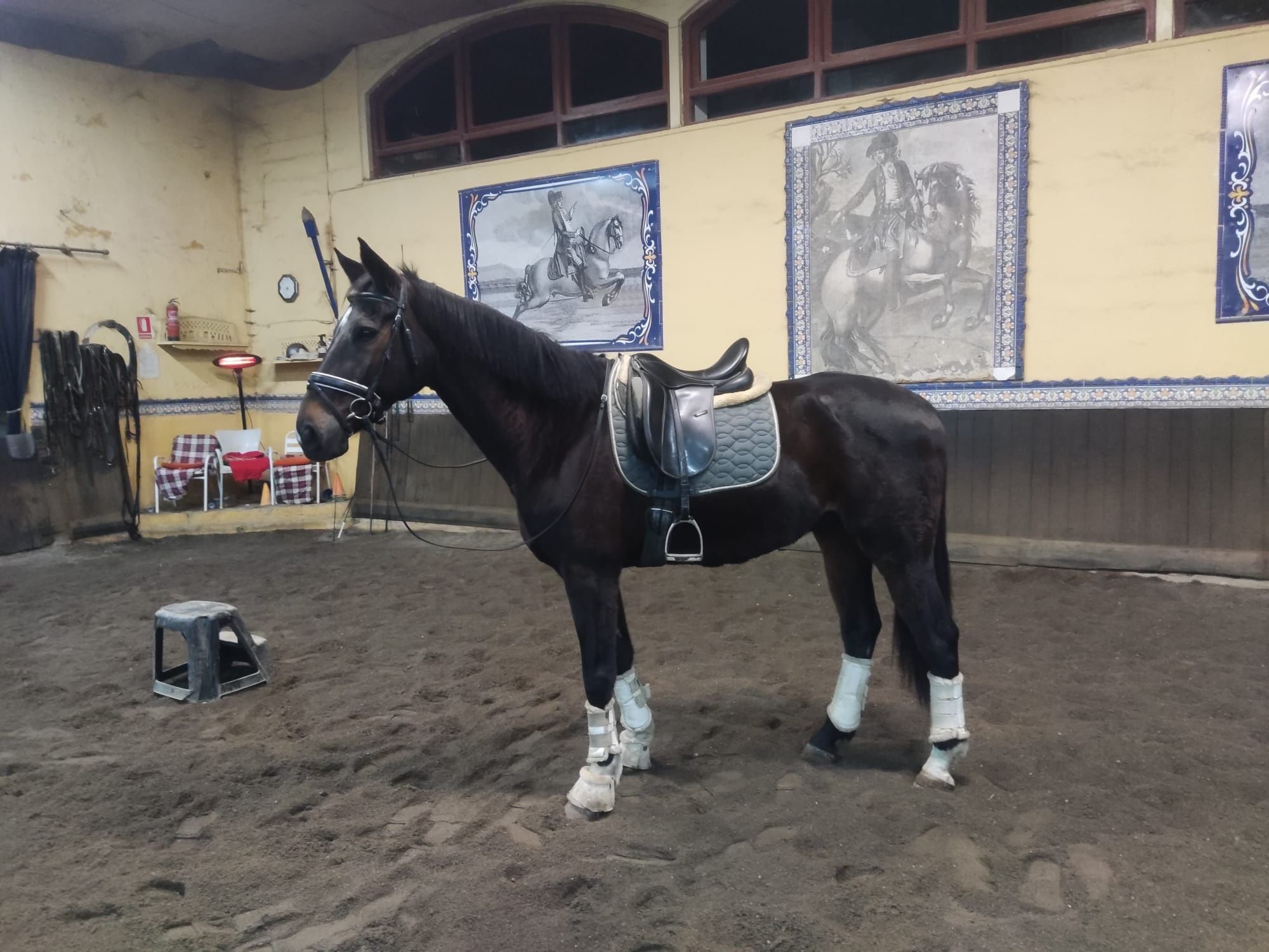 Vendo excelente cavalo