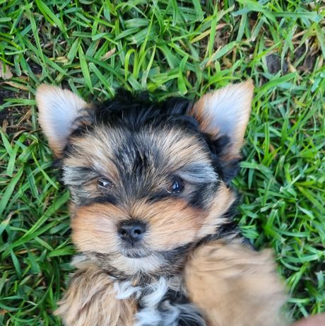 Yorkshire Terrier Black and Tan