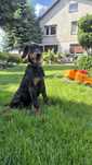Szczeniaki doberman rodowód