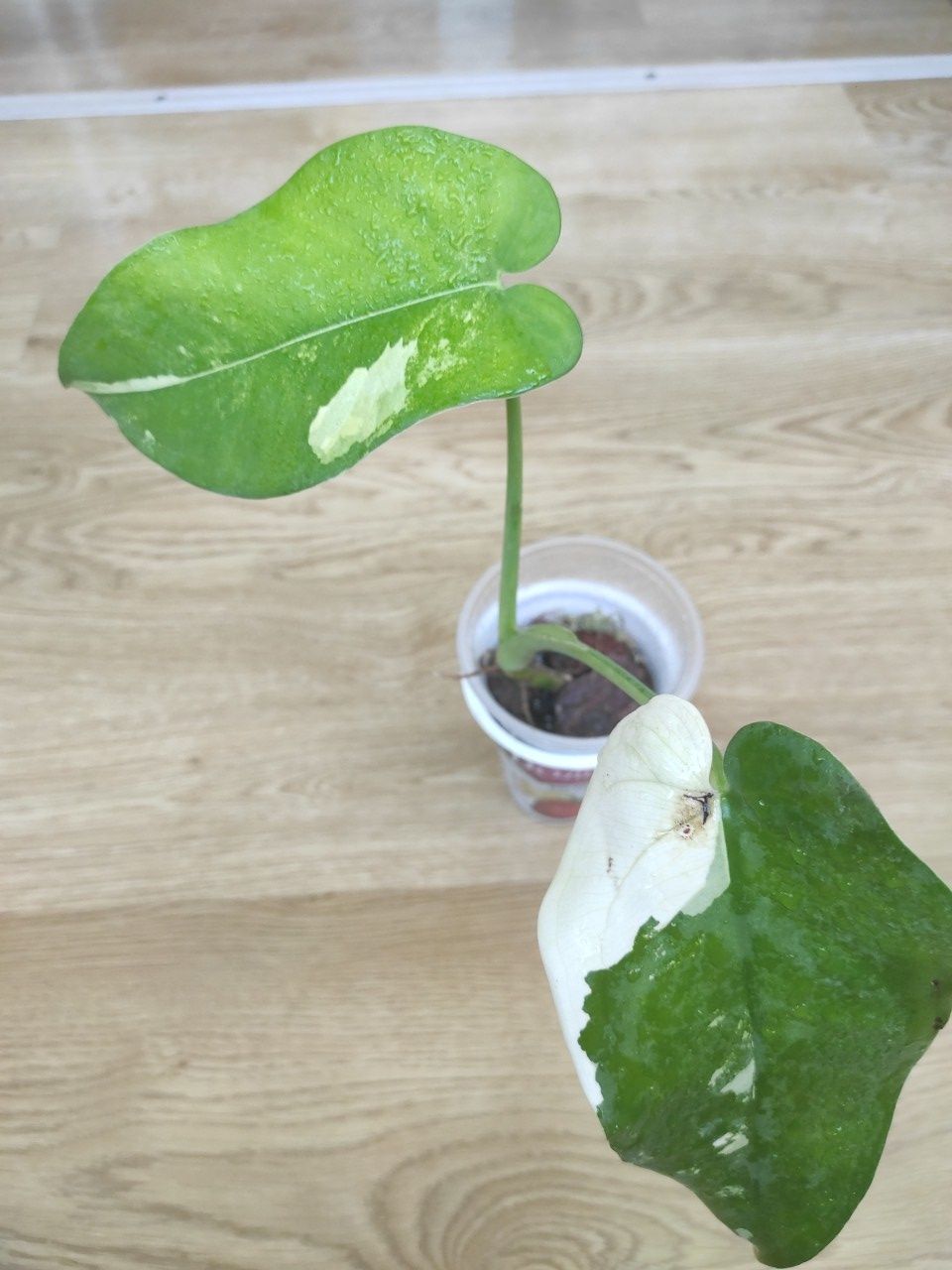 Сингоніум Chiapense variegata