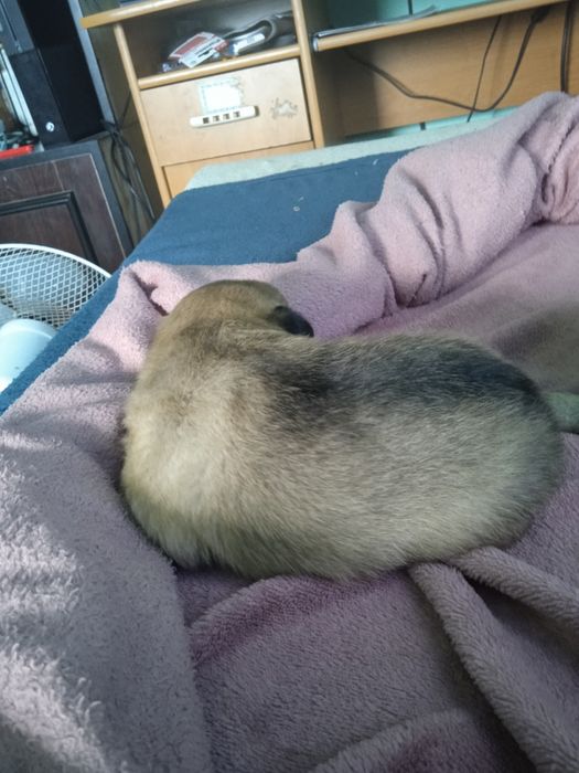 Oddam pieski   za darmo