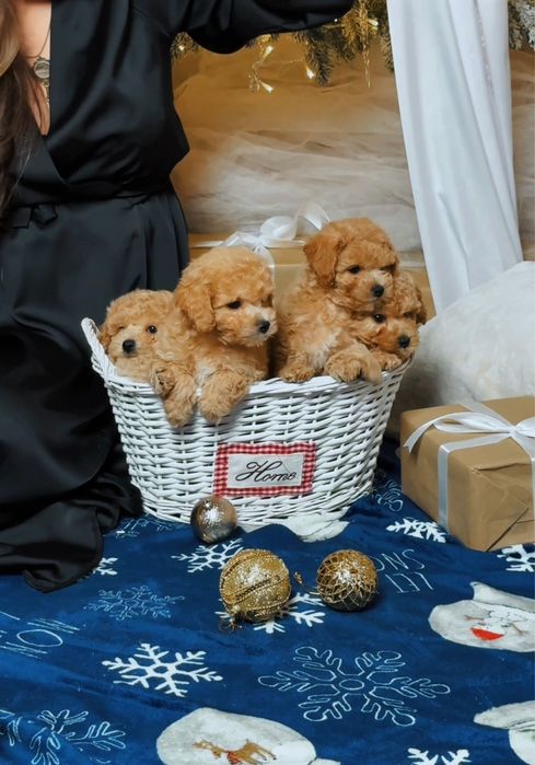 Яскраві карамельні цуценята. Мальтіпу ф1 3місяці. Цуценята