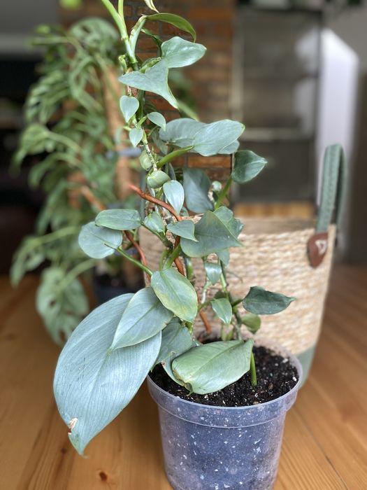 Filodendron hastatum Silver Dust