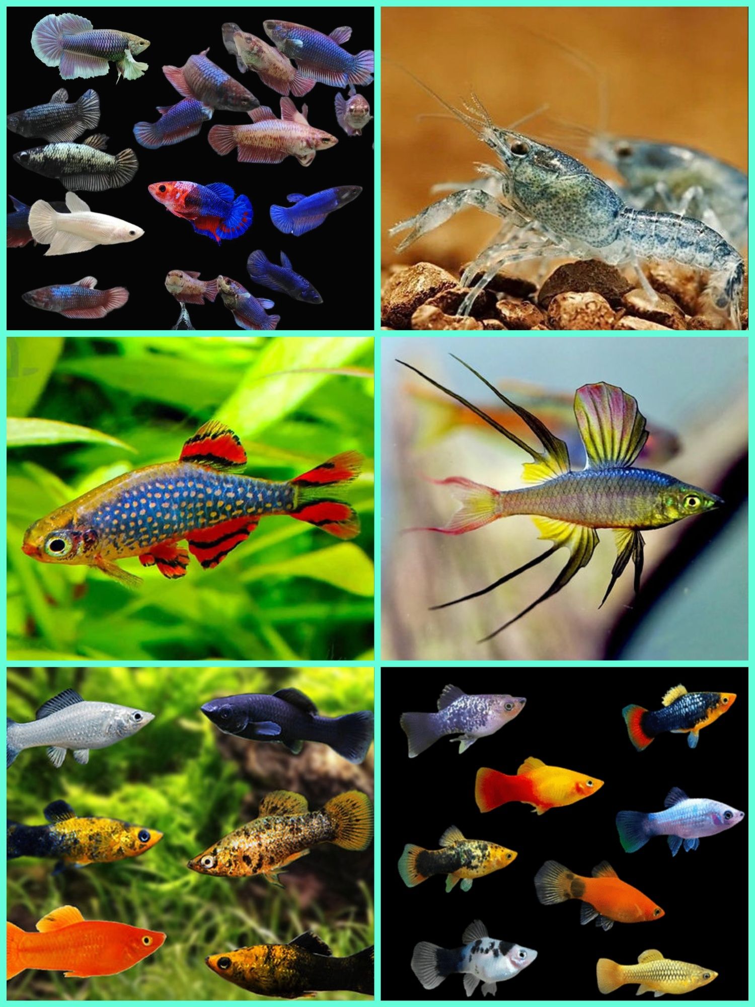 Aquasousa.com - Tetras, Guppys, Corydoras, Neons e muito muito mais...