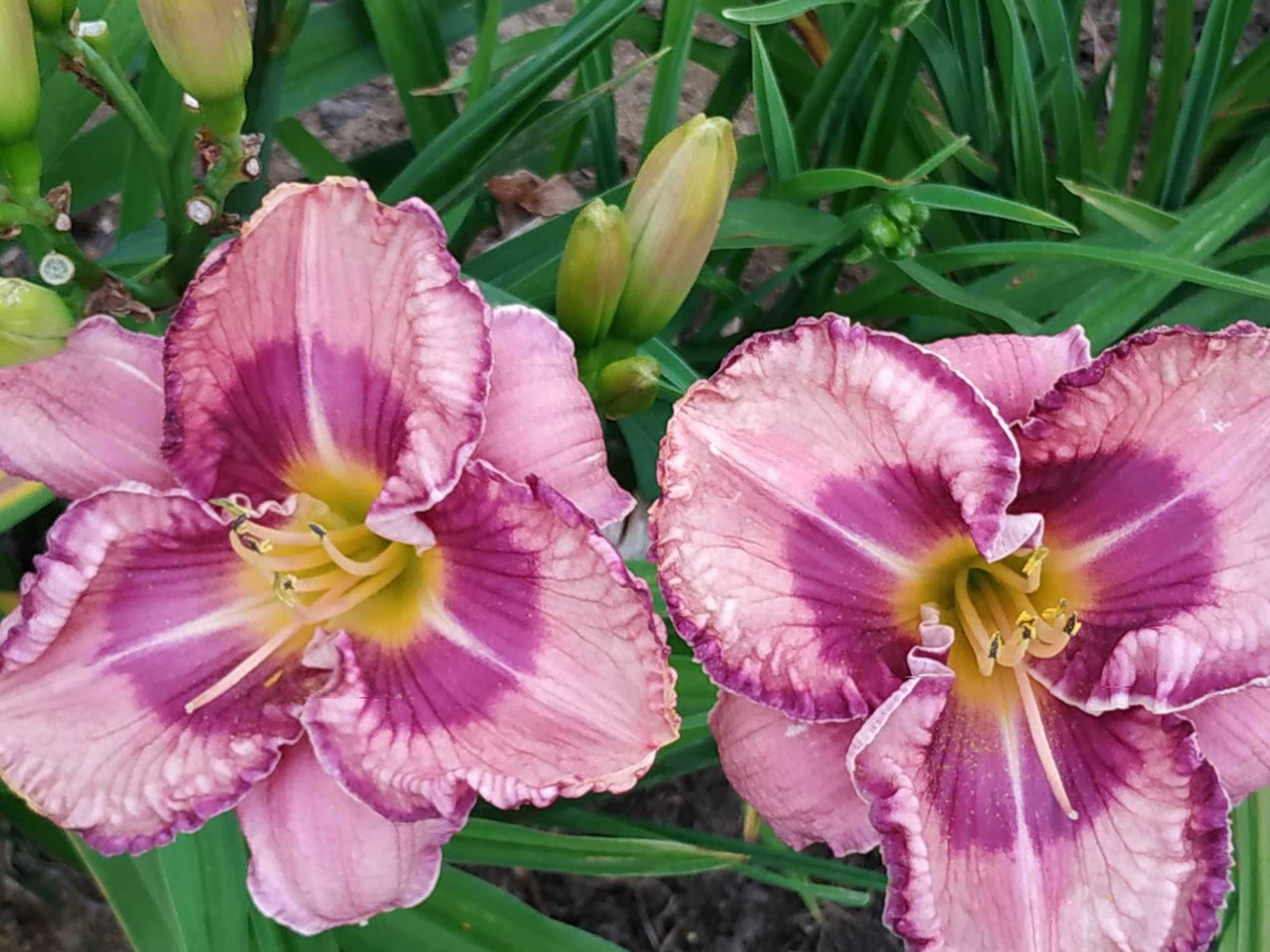 Liliowce. Liliowiec ogrodowy. Roślina wieloletnia. Bylina.