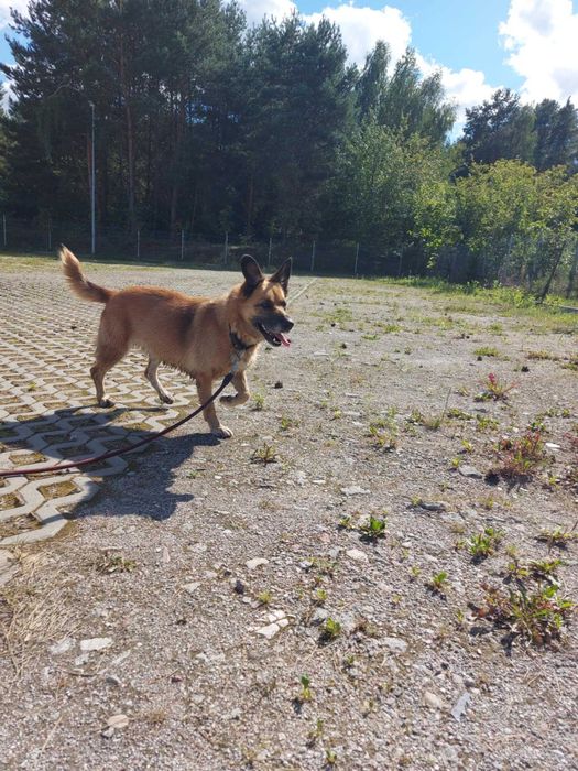 SONIA - Schronisko dla Zwierząt w Ostródzie