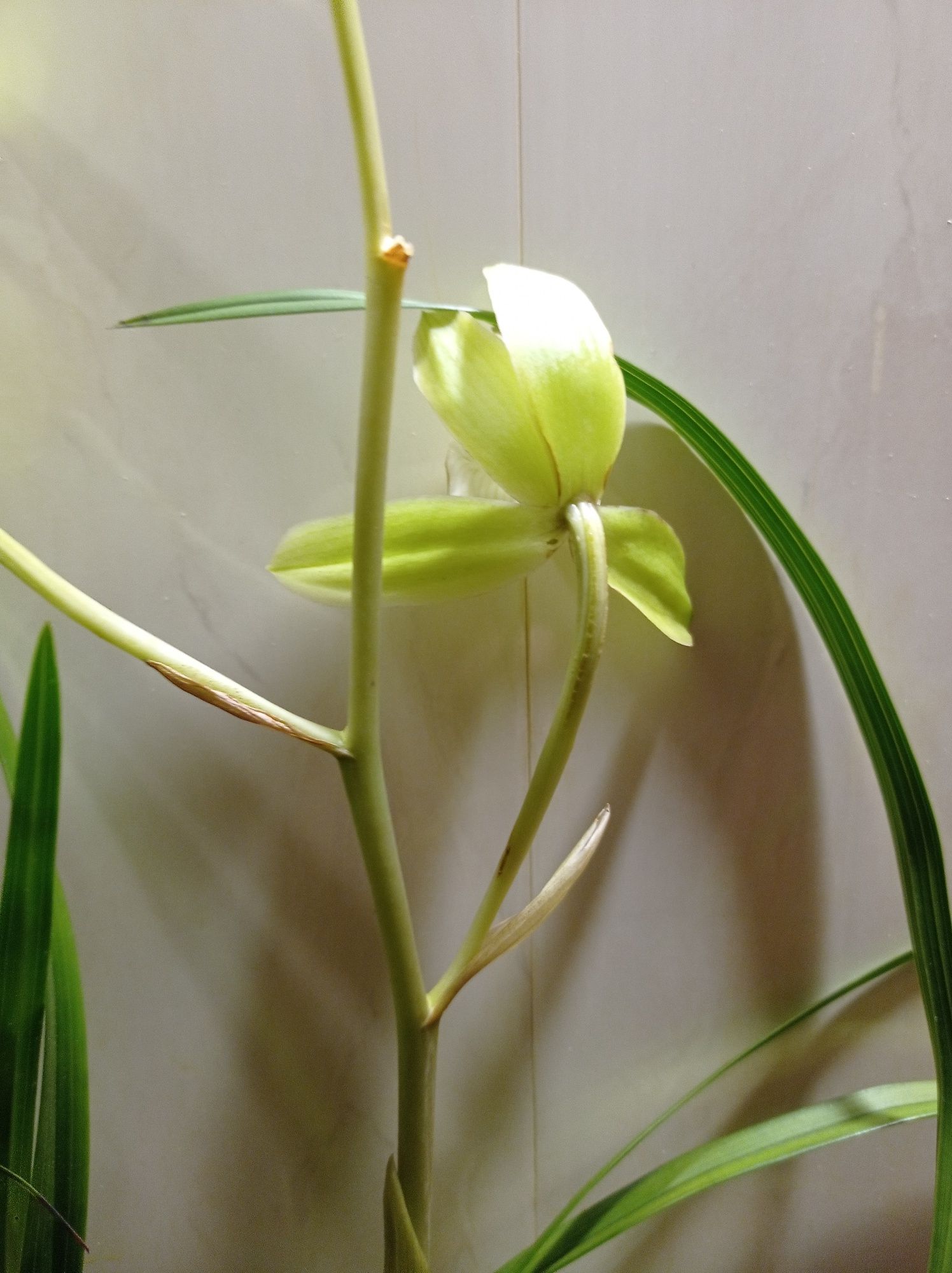 мини орхидея Цимбидиум.