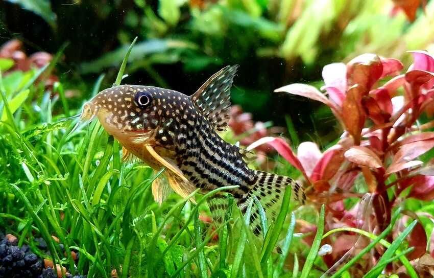 Kirysek Sterby - Corydoras sterbai - Kirys - dowóz, wysyłka