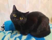 Черная кошка Мурка с добрыми янтарными глазами (1 год, стерилизована)