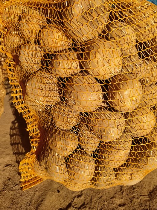 Sprzedam ziemniaki jadalne