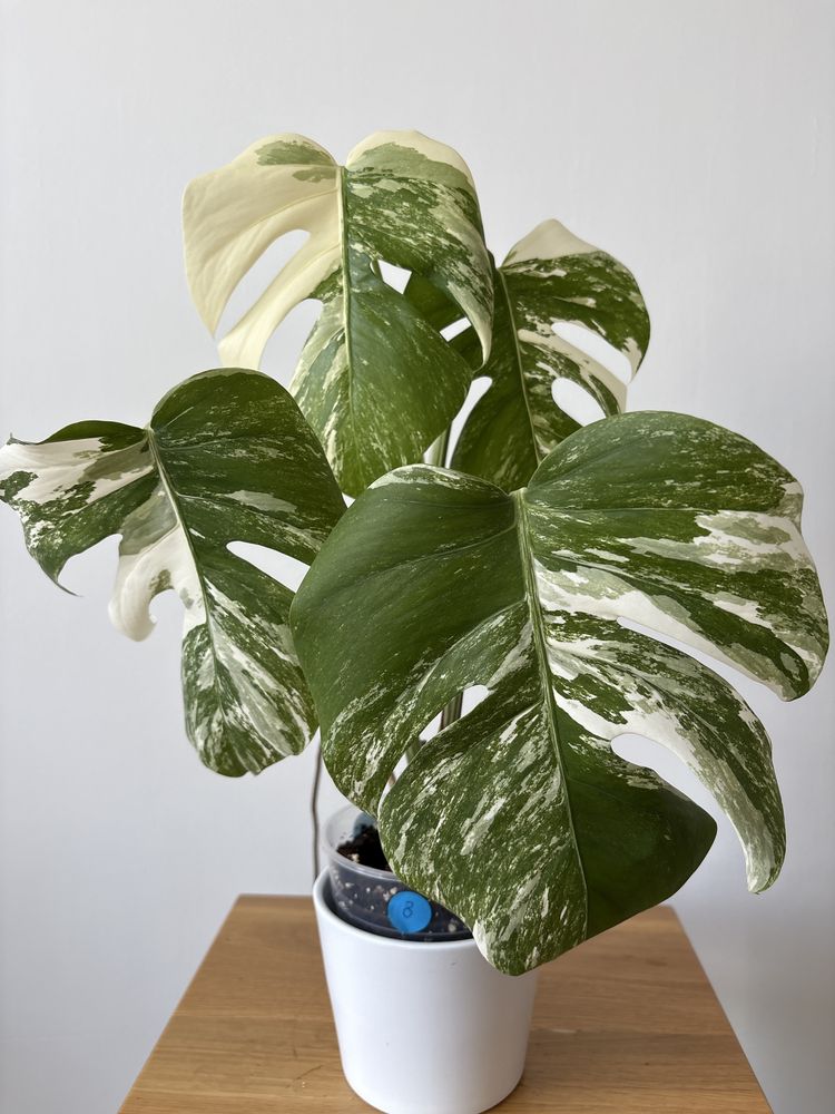 Monstera variegata ukorzeniony szczyt 4 liście nr8