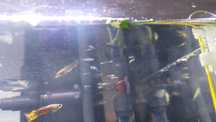 Alevins e juvenis de guppies