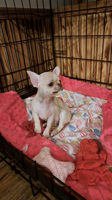 Urocza suczka Chihuahua – miniaturowa, śliczna i towarzyska