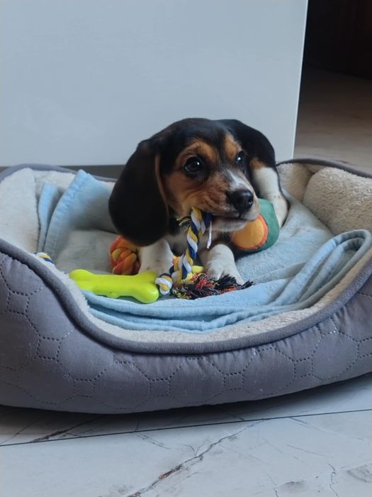 Beagle tricolor "FADO"