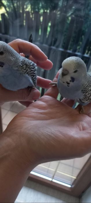 Młode Niebieskie Faliste