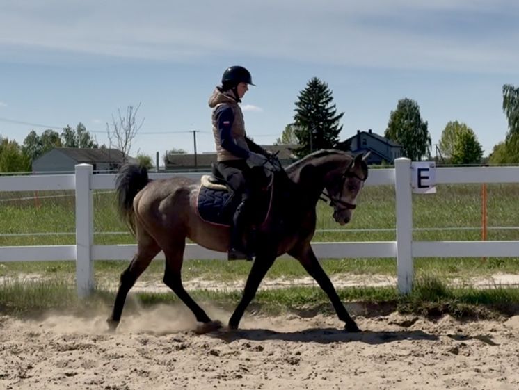 Wałach Arabski. Bardzo grzeczny ! Idealny dla dziecka.  4 lata.
