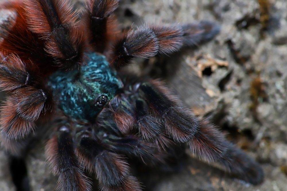 Caribena versicolor l1