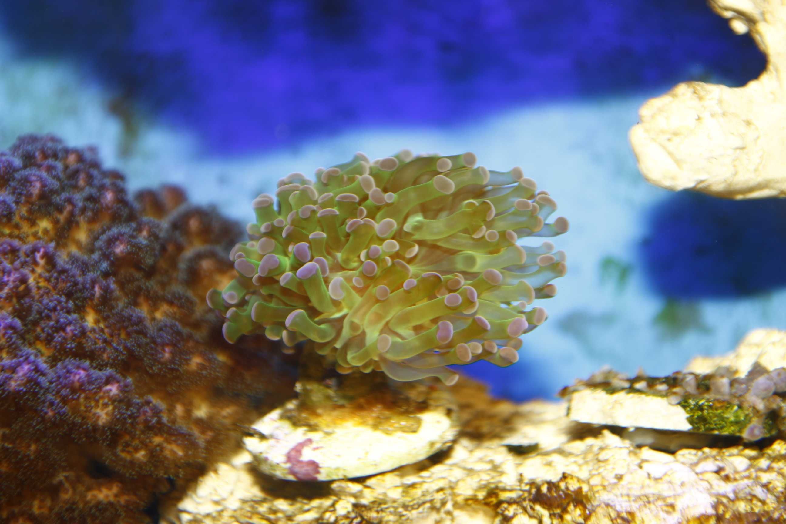 Koralowce LPS Euphyllia paraancora zielona z różowym tipem