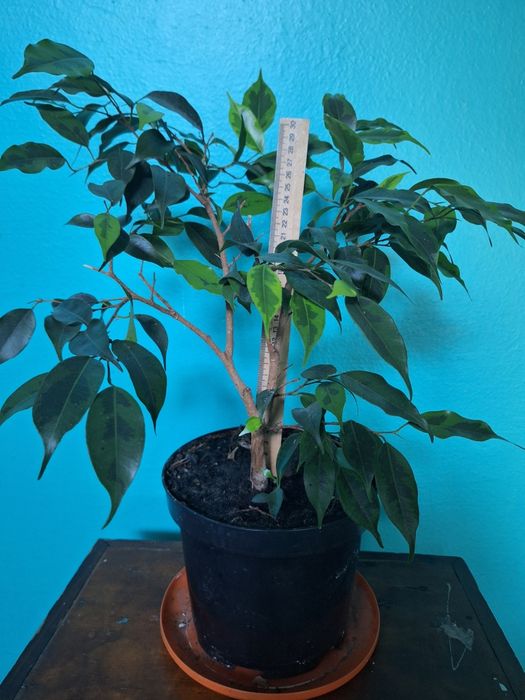 Фікус Бенджаміна кімнатна рослина, не потребує  особового догляду