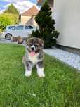 Akita Inu ZKwP szczeniak FCI po Championie