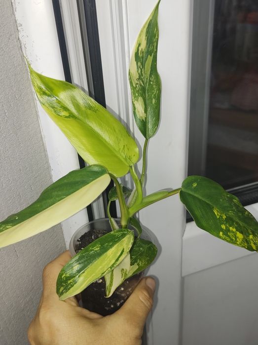 Філодендрон хедерацеум ріо сіам санрайз сканденс єлов