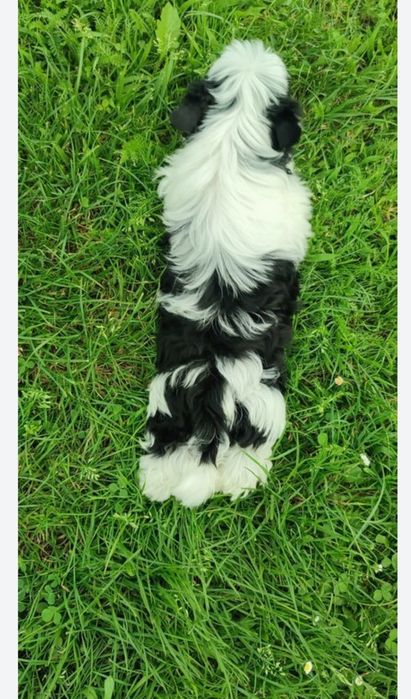 Yorkshire terrier biewer suczka