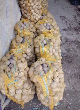 Ziemniaki  wielkości sadzeniaka Vinieta  90 gr
