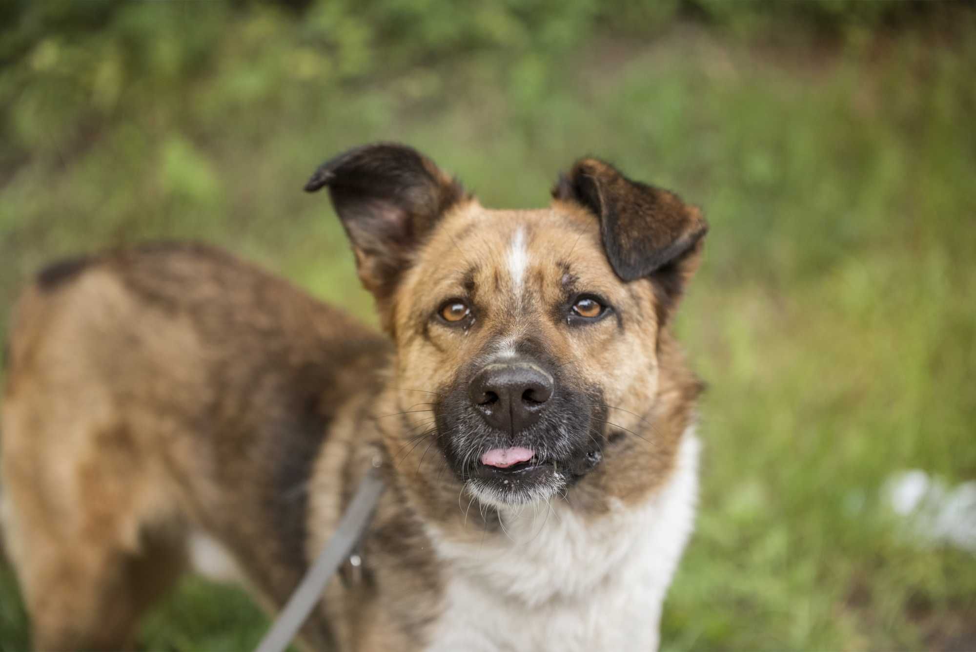Stich - pięknie umaszczony, posłuszny, cudowny psiak do adopcji