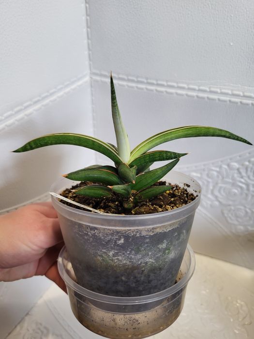 Sansevieria сансевієрія сансевиерия silver clone 1970