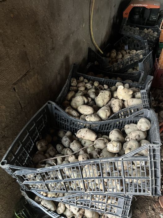 Batatas para animais