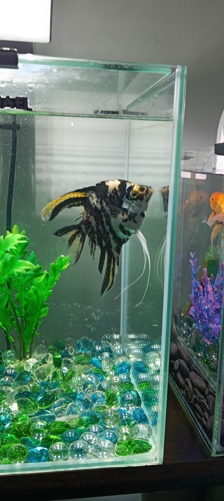Sprzedam akwarium Aquael 20 l