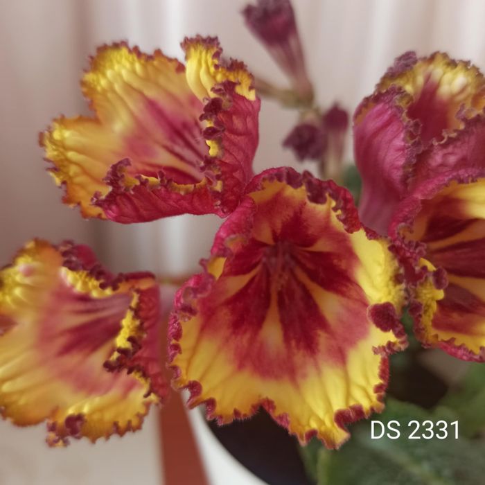 Skrętnik listki ukorzenione