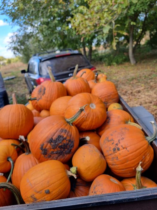 Гарбуз Jack o lantern, Halloween, Гарбуз, Тыква,, Хелоуин