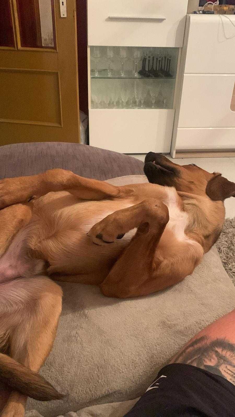 Simba - Para adopção