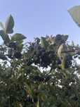 Aronia tegoroczna