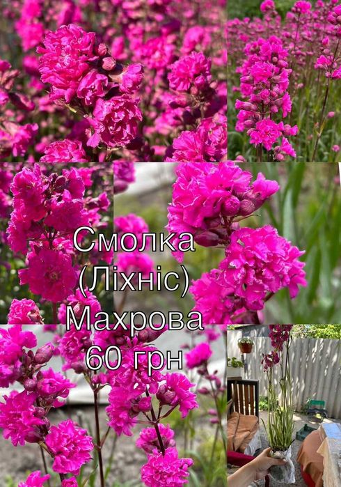 Саджанці квітів саженцы цветов неприхотливых