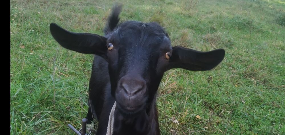 Случка, парування, вязка, ЦАП козел покроет вашу козу