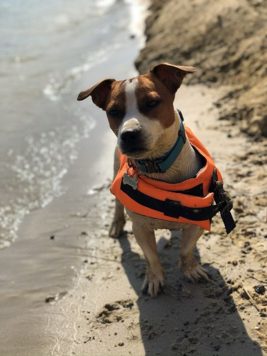 Хлопчик Джек Рассела шукає дівчинку для в'язки у Кропивницькому