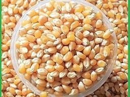 Домашняя чистая сортовая кукуруза попкорн . Полунична, Вулкан, Зея