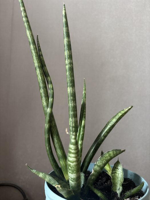 Сансевієрія, квітка, квіти, кімнатні, дім, сад