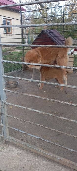 цуценя Акити ину