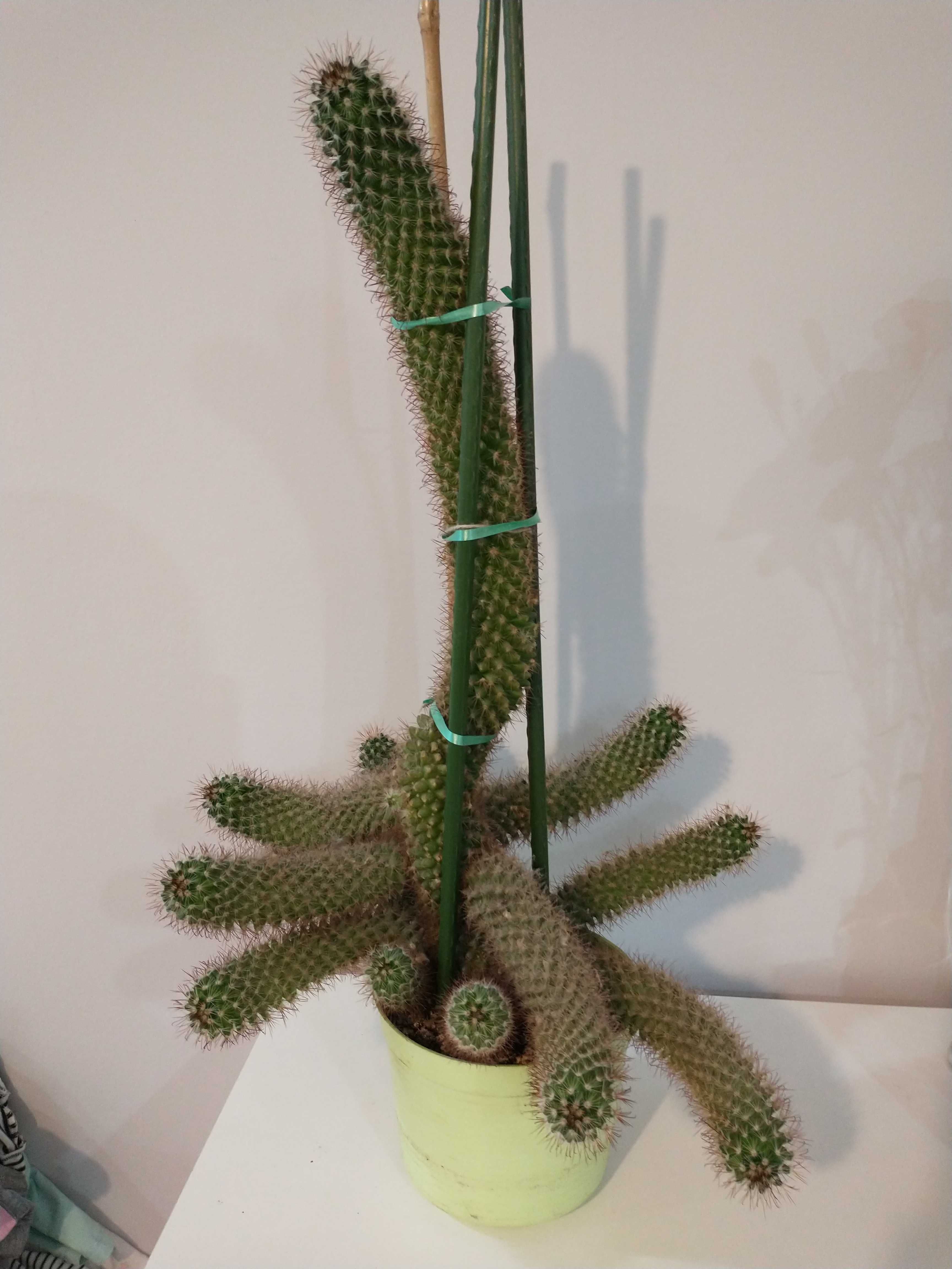 Kaktus – kwiat doniczkowy (60cm)