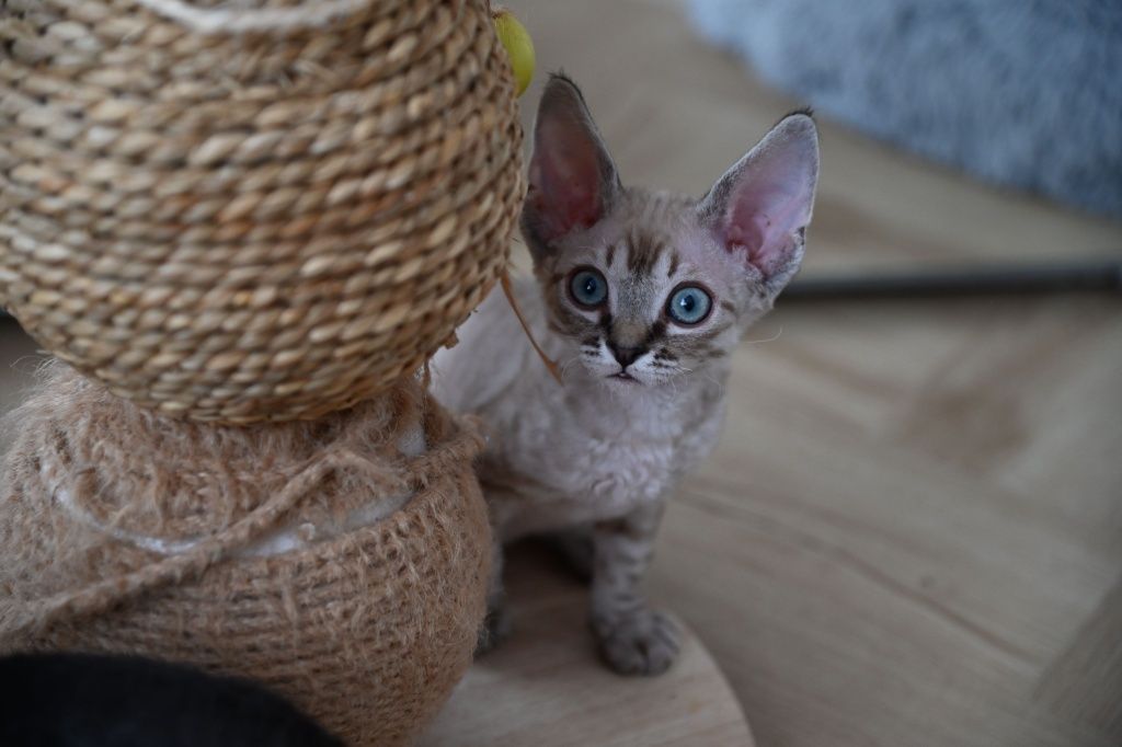 Kocurek Devon Rex