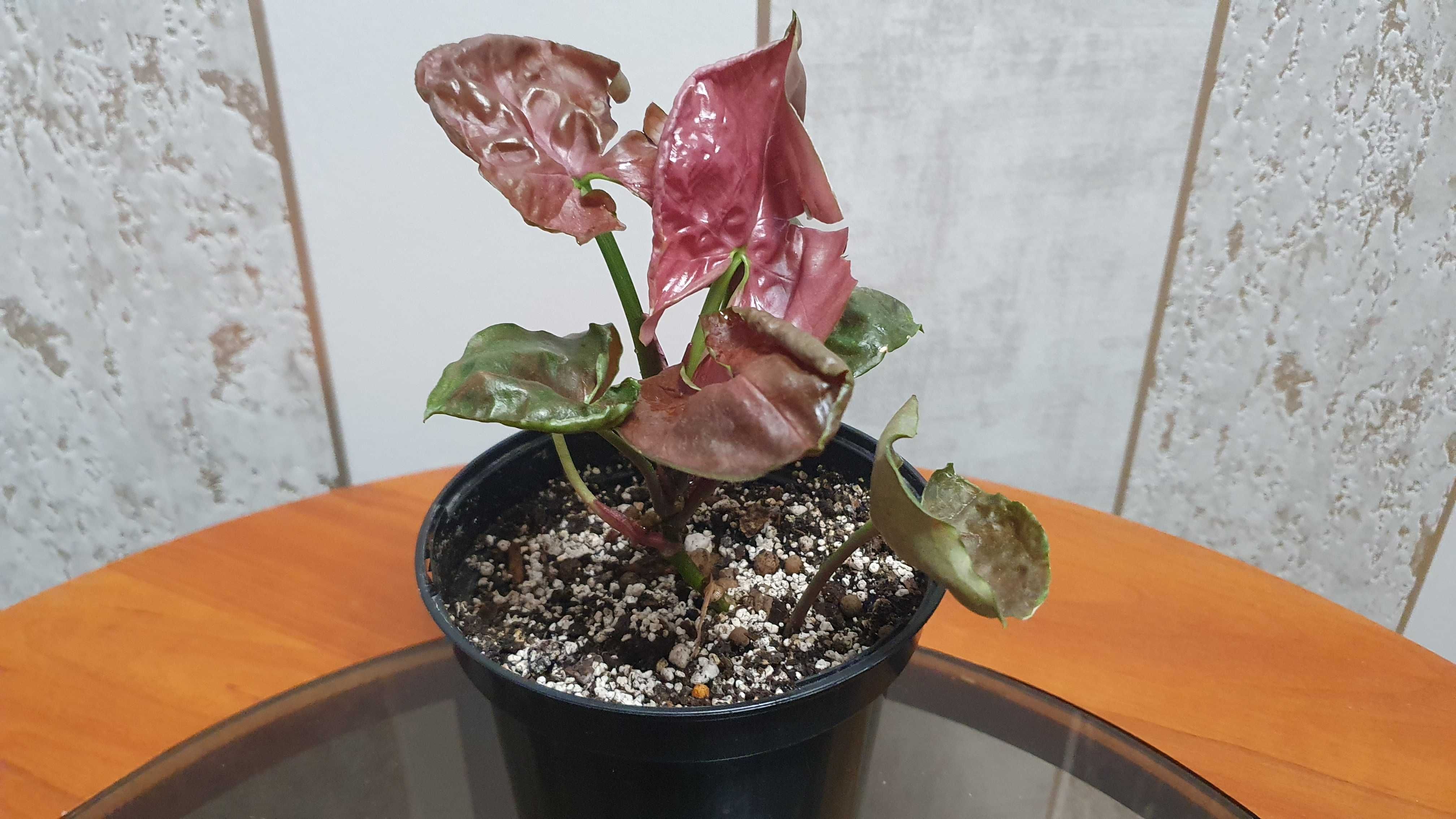 Syngonium 'Strawberry Ice'