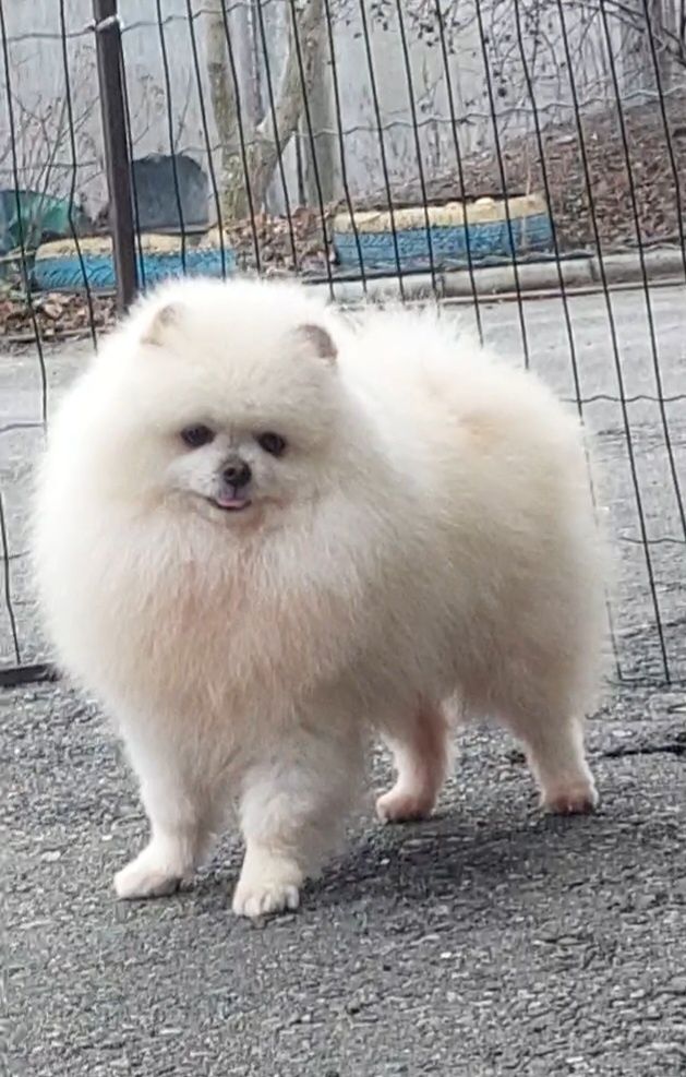 Міні хлопчик  шпіц