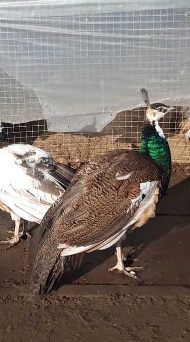 Paw  pawie  kogut  ,  POLECAM