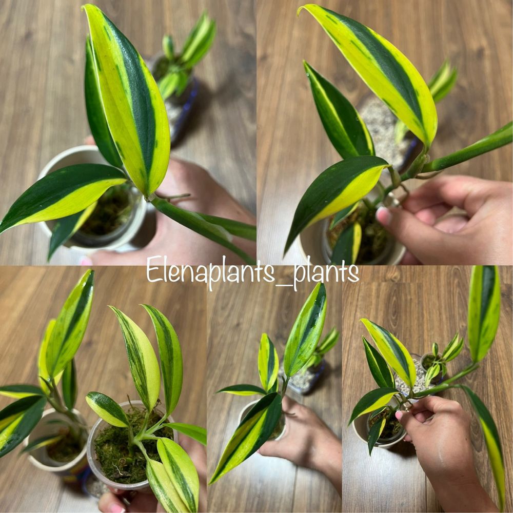 Сциндапсус Coriaceus var., Snowflake, Mayari, Jade Satin yellow