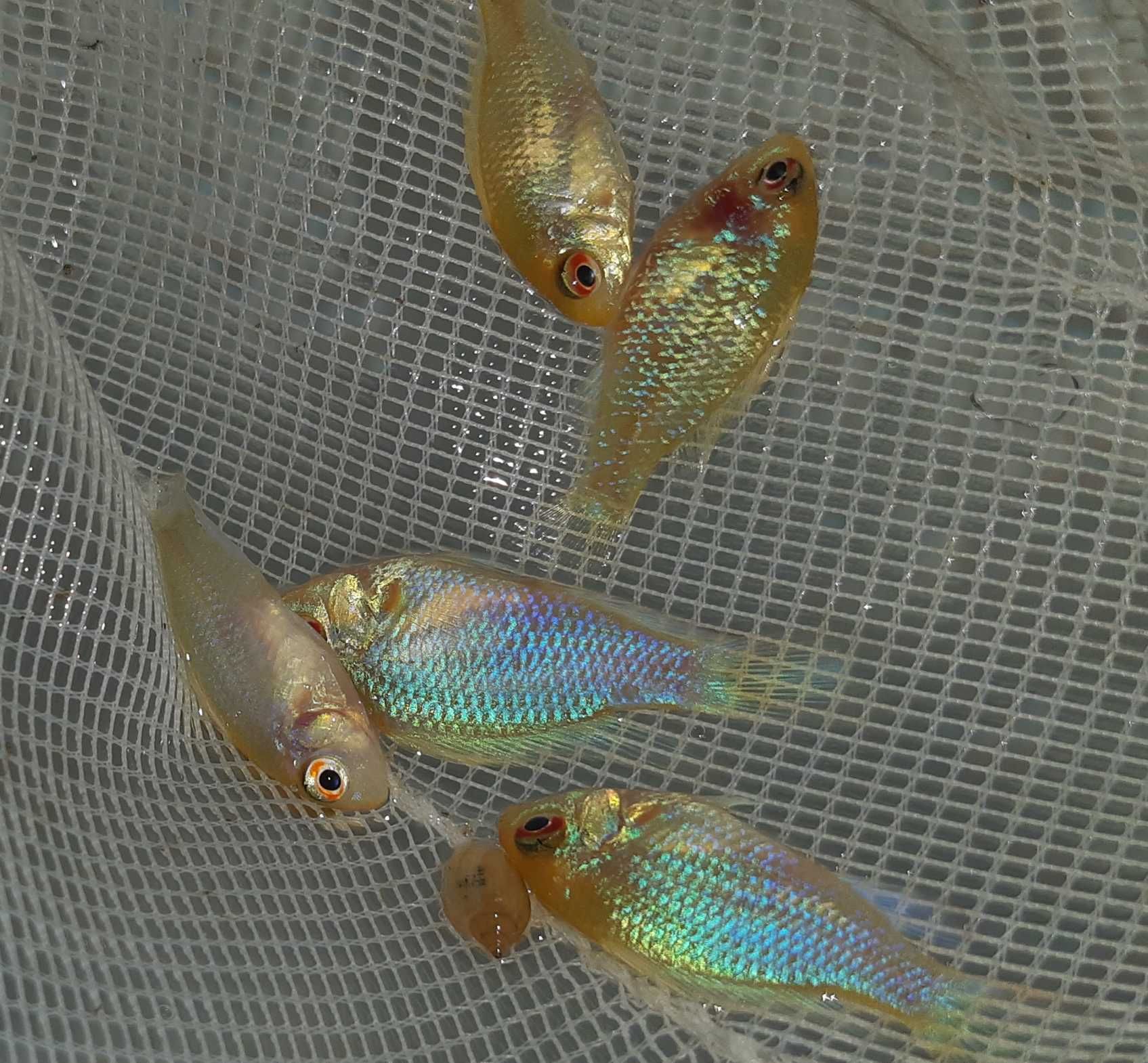 Pielęgniczka Ramireza odmiana PLATYNOWA - Mikrogeophagus ramirezi