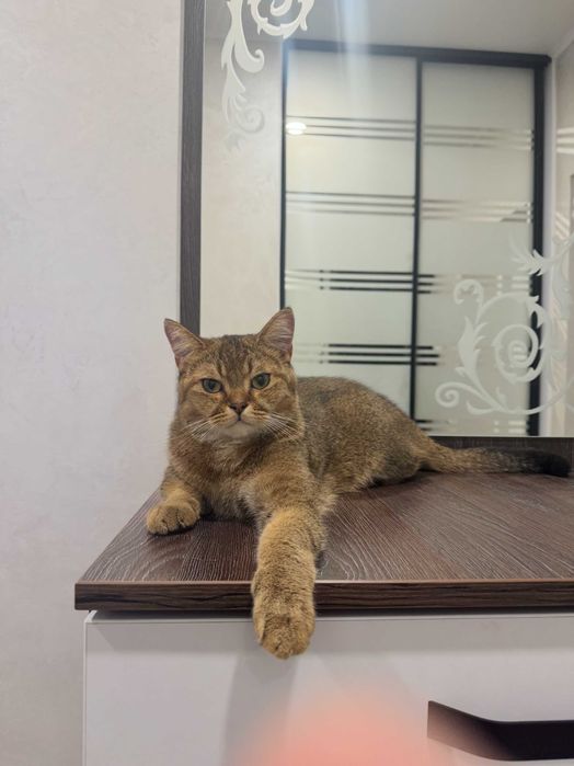 Загубився котик.