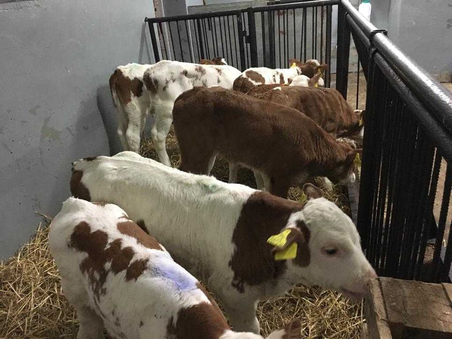 Byczki, cielaki simentale